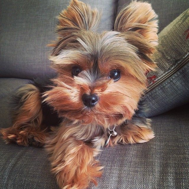 Benjamin you are #1 of 20 of the cutest small dog breeds on the planet!  Behavior is another story:(