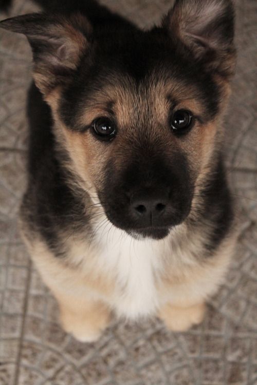 German Shepherd puppy. #puppy #pets #GermanShepherd #dogs