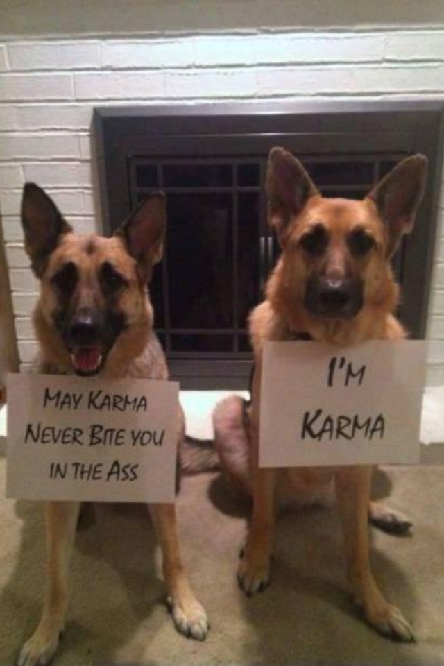 #Karma #GSD #germanshepherd