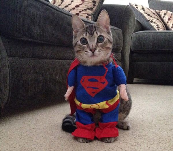 Is it a bird, is it a plane.......no! It's Superkitty!