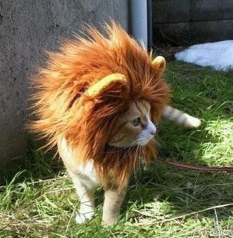 Finn loves Lion King.