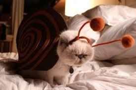 Silly cat snail