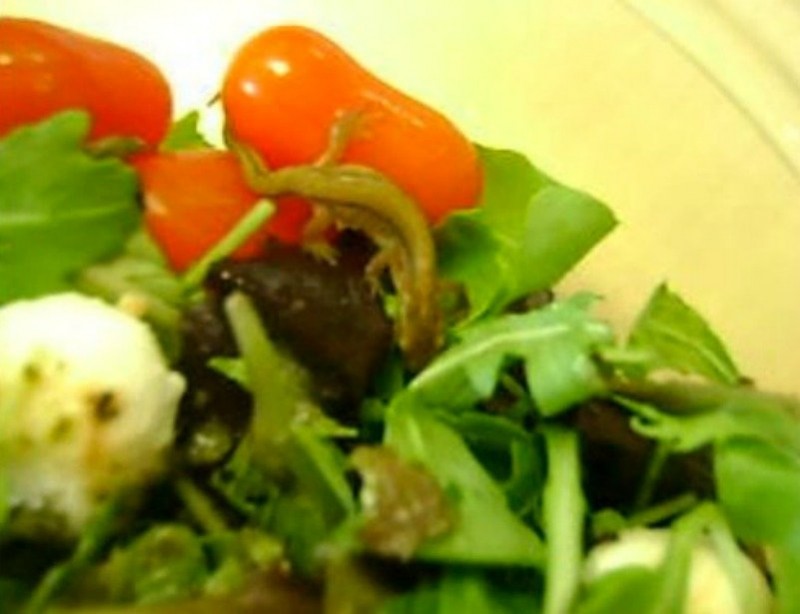 One woman had a new kind of salad, or a newt kind anyway, when she found a live newt in the salad she was eating. What most disgusted her was that she almost messed up her strict vegetarian diet.