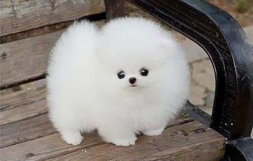 Lovable "powder puff" with eyes.