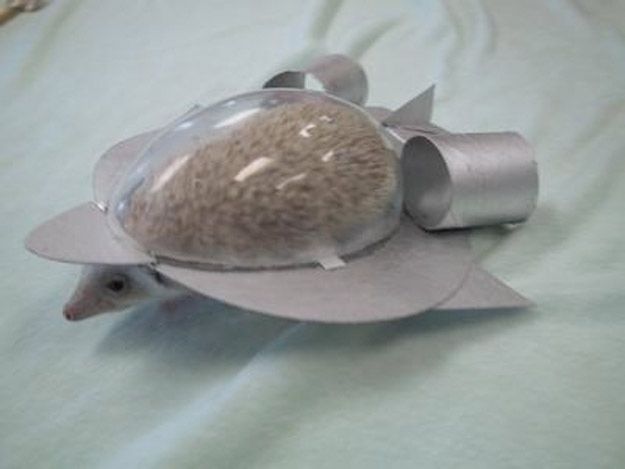 Great Halloween costume for your Hedgie