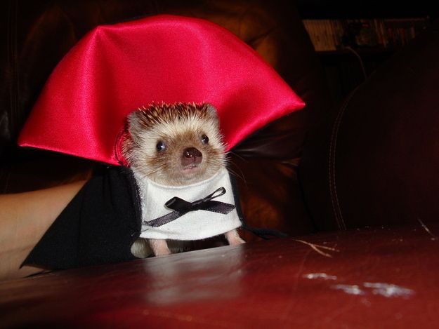 It's Count Hedgie!