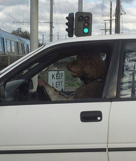 When the dogs leave the internet...