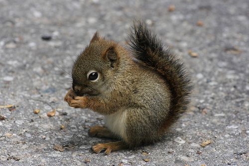 Baby squirrel